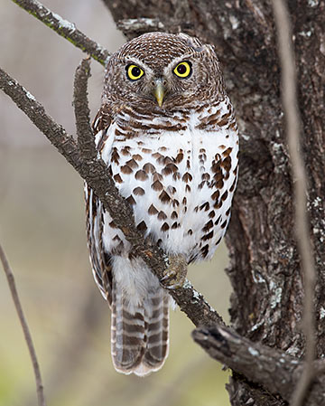 Barred Owlet
